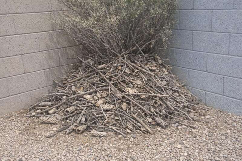 A mound of dry sticks and cholla joints packed under a shrub against a block wall corner
